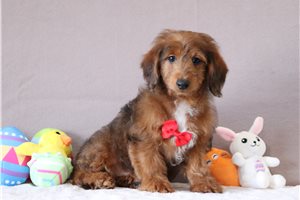 Olson - Doxiepoo for sale