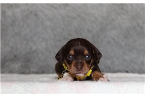 Otto - Doxiepoo for sale