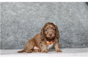 Onyx - Doxiepoo for sale