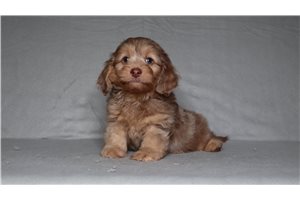 Kenji - Doxiepoo for sale