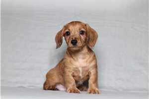 Orion - Doxiepoo for sale