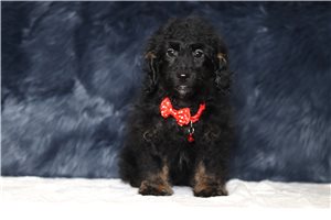 Lucas - Doxiepoo for sale