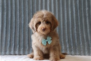 Kenji - Doxiepoo for sale