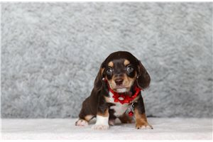 Otto - Doxiepoo for sale