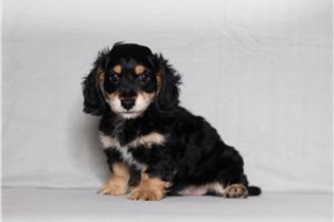 Oscar - Doxiepoo for sale
