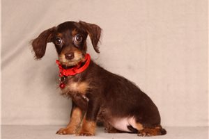 Bentley - Doxiepoo for sale