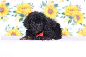 Lucas - Doxiepoo for sale