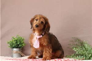 Olson - Doxiepoo for sale