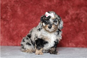 Hazel - Doxiepoo for sale