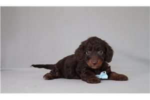 Nole - Doxiepoo for sale