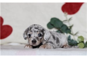 Gregory - Doxiepoo for sale