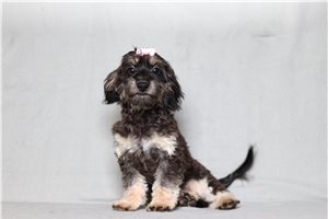Hilda - Doxiepoo for sale