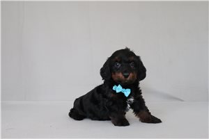 Nico - Doxiepoo for sale