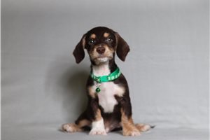 Otto - Doxiepoo for sale