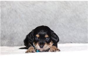 Oscar - Doxiepoo for sale