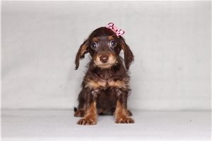 Bentley - Doxiepoo for sale