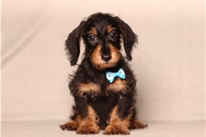 Brent - Doxiepoo for sale