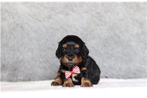 Omar - Doxiepoo for sale