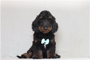 Nico - Doxiepoo for sale
