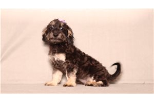 Hilda - Doxiepoo for sale