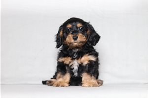 Omar - Doxiepoo for sale
