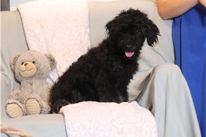 Lucas - Doxiepoo for sale