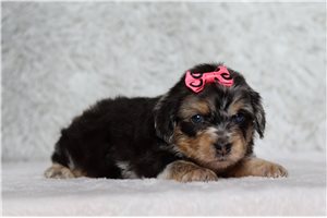 Keen - Doxiepoo for sale