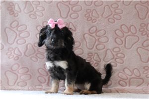 Hilda - Doxiepoo for sale
