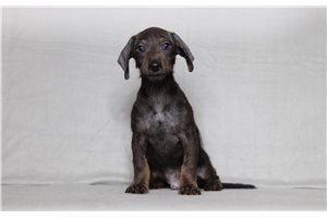 Kayden - Doxiepoo for sale