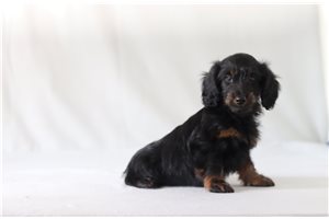 Nigel - Doxiepoo for sale