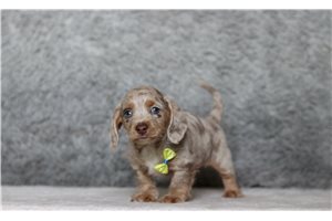 Ozzy - Doxiepoo for sale