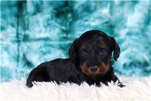 Nico - Doxiepoo for sale
