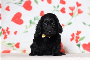 Shepherd - Doxiepoo for sale
