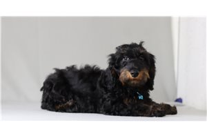 Nico - Doxiepoo for sale