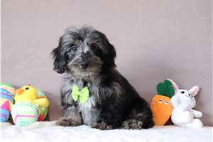 Liam - Doxiepoo for sale