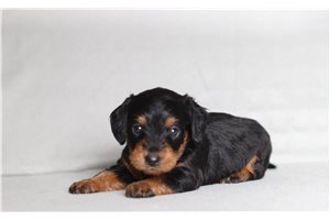 Bastian - Doxiepoo for sale