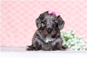 Ivanka - Doxiepoo for sale