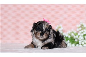 Hazel - Doxiepoo for sale