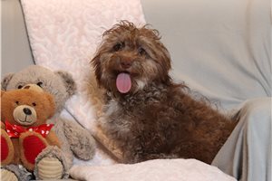 Lance - Doxiepoo for sale