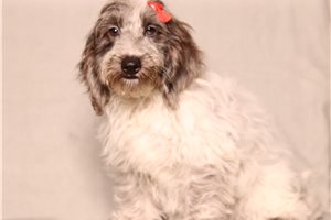 Irene - Doxiepoo for sale