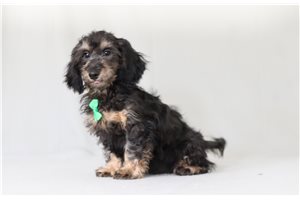 Nightshade - Doxiepoo for sale