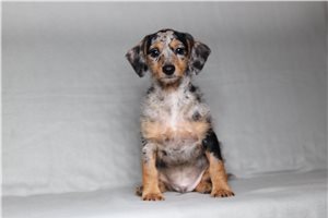 Patch - Doxiepoo for sale
