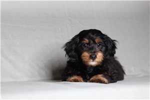 Kennedy - Doxiepoo for sale