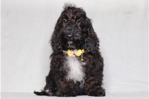 Igor - Doxiepoo for sale