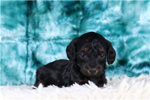 Nightshade - Doxiepoo for sale