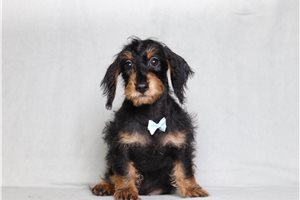 Brent - Doxiepoo for sale
