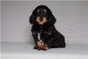 Kennedy - Doxiepoo for sale