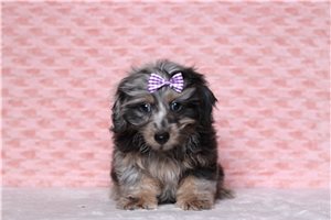 Katherine - Doxiepoo for sale