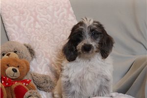 Irene - Doxiepoo for sale