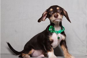 Otto - Doxiepoo for sale